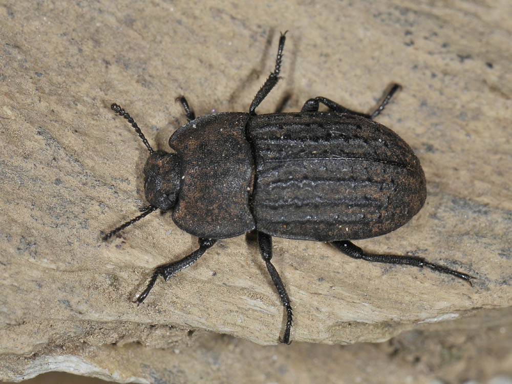 Opatrum sabulosum ssp. sabulosum (Tenebrionidae)